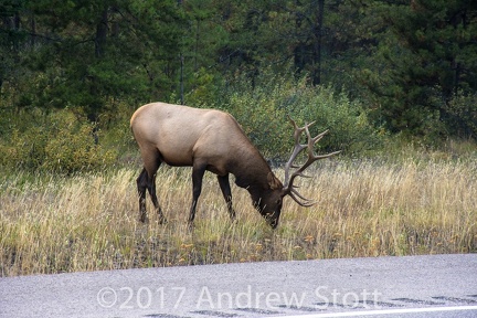 First Elk we saw
